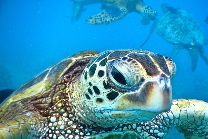 2.5 Hour Xpress Snorkel from Ka’anapali Beach - Key highlights you’ll actually feel