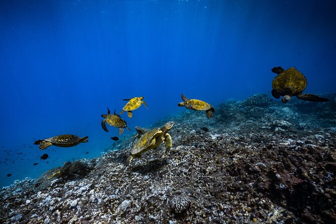 2.5 Hour Xpress Snorkel from Ka’anapali Beach - Gear, drinks, and the not-so-small perks