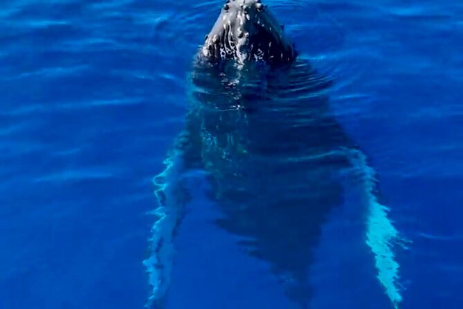 2 Hour Afternoon Lahaina Whale Watch - Where You Meet: Mala Boat Ramp, Check-In, and the No-Shoes Cruise