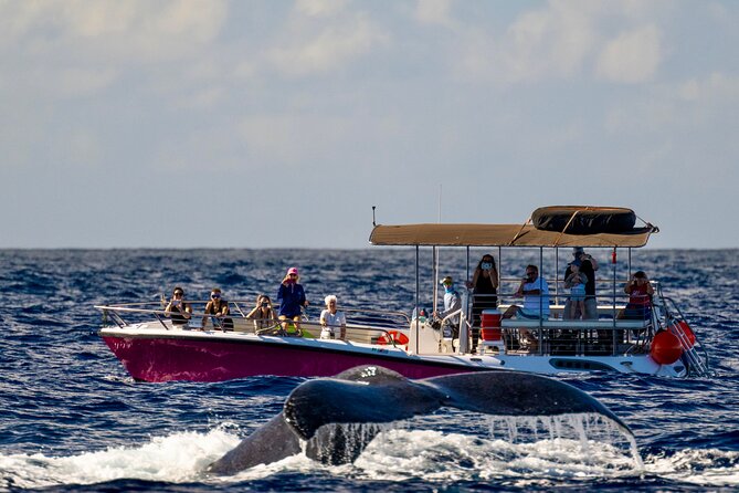 2 Hour Prime Time Maui Whale Watching - Key Things That Make This Whale Watch Worth Your Time