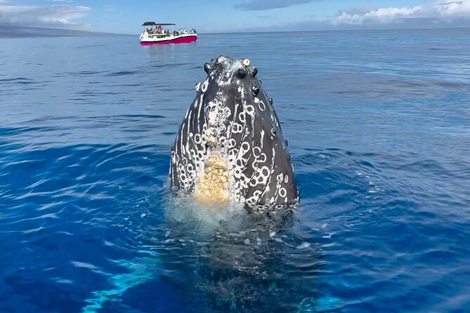 2 Hour Prime Time Maui Whale Watching - No-Shoes Cruise Rules and Why They Actually Help
