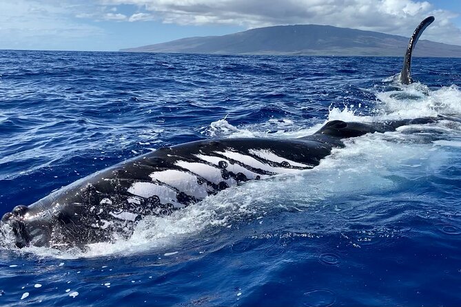 2 Hour Prime Time Maui Whale Watching - How the Crew Teaches Whale Behavior (So It Feels Like More Than Scanning)