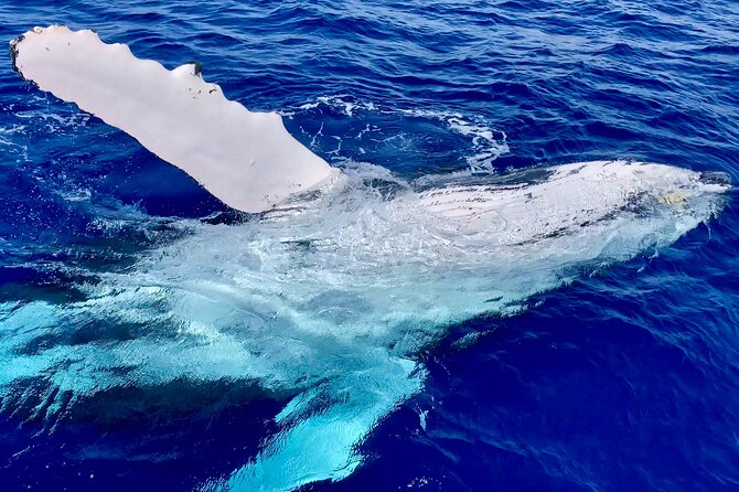2 Hour Prime Time Maui Whale Watching - Bonus Wildlife: Dolphins, Sharks, Turtles, and More