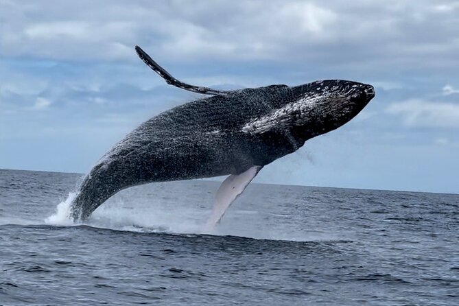 2 Hour Prime Time Maui Whale Watching - Sea Conditions, Motion, and How to Stay Comfortable