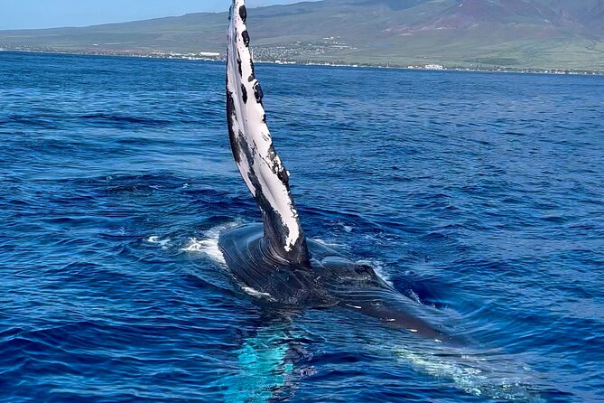 2 Hour Prime Time Maui Whale Watching - Included Water and the Small Touches That Support Value