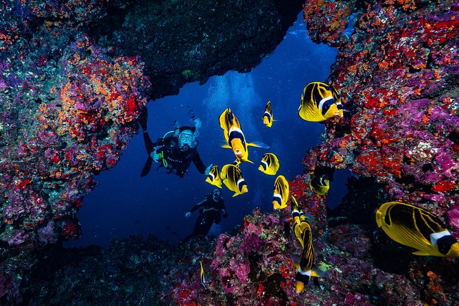 2 Tank Lanai Cathedral Scuba Dive Via Boat for Certified Divers - Morning boat ride to Lanai: Maui views and wildlife stops