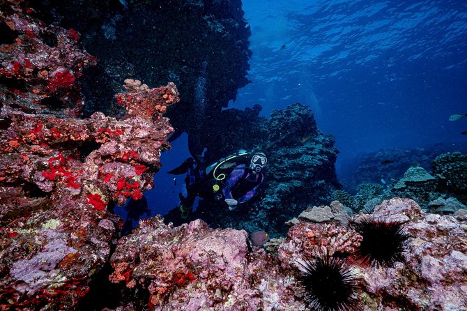 2 Tank Lanai Cathedral Scuba Dive Via Boat for Certified Divers - Timing and logistics: how a 6-hour plan usually plays out
