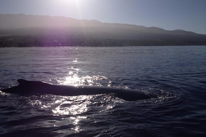 5 Hour Molokini Snorkel & Turtle Tour in Maui - Molokini Crater: the aquarium-style swim that starts the day
