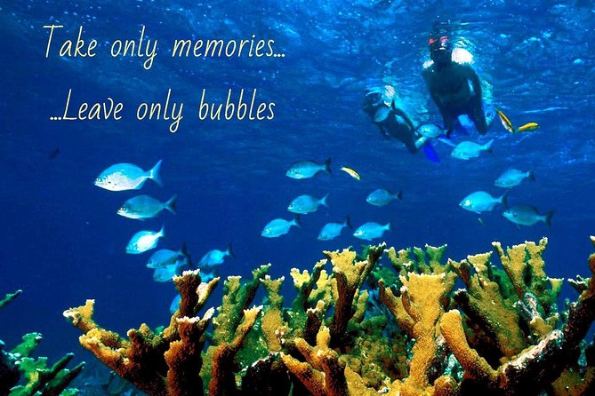 5 Hour Molokini Snorkel & Turtle Tour in Maui - Who this tour fits best (and who might want a different plan)