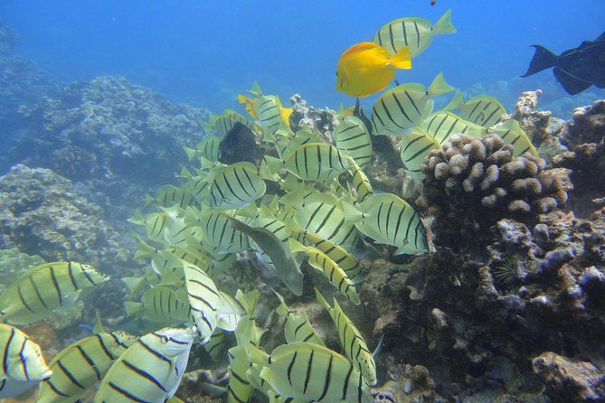 Afternoon Adventure Snorkel from Ka'anapali - Meet at 2435 Kaanapali Pkwy, Then Board a Beach-Loaded Boat