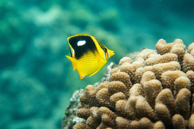 All-Inclusive 5.5 hr La Perouse Bay & Molokini Sea Cave Boat Tour - Small Group Energy (Max 24): Easier Flow on and off the Water