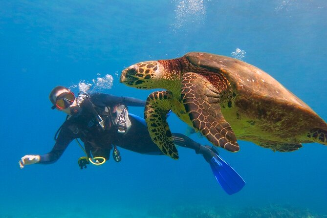 Beginner Scuba Dive in Lahaina: Swimming Required - Kahekili Beach Park: A Beginner-Friendly Start in Lahaina