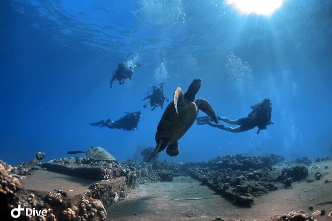 Beginner Scuba Dive in Lahaina: Swimming Required - The 2-Hour Schedule: Skills, Shallow Water, Then Your Main Underwater Look