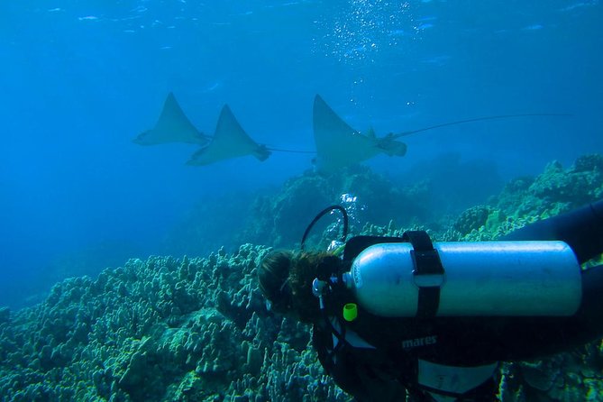 Beginner Scuba Dive in Lahaina: Swimming Required - Price and Value: Is $229 for an Intro Scuba Session Worth It?