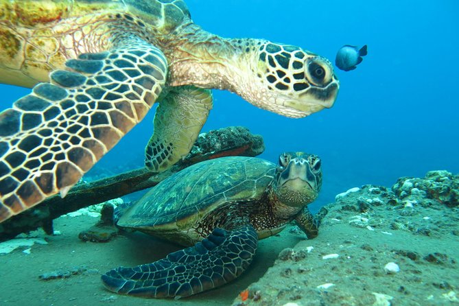 Beginner Scuba Dive in Lahaina: Swimming Required - The Big Decision Point: Swimming Independence and the Medical Statement