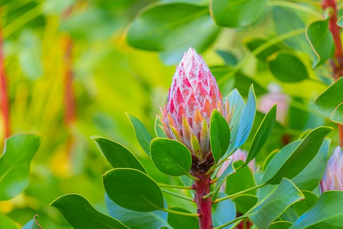 Best of Maui Tour: Sips, Sites and Bites with Lunch - What the narration actually changes on this route