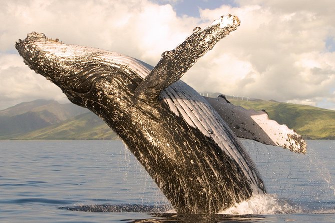 Deluxe Whale Watching Sail on Maui - Key Highlights You’ll Feel On Board