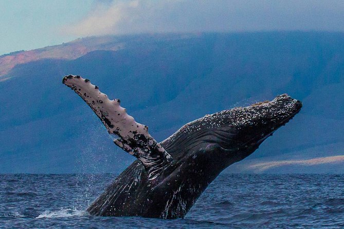 Deluxe Whale Watching Sail on Maui - Ocean Spirit comfort: viewing space and a real onboard schedule