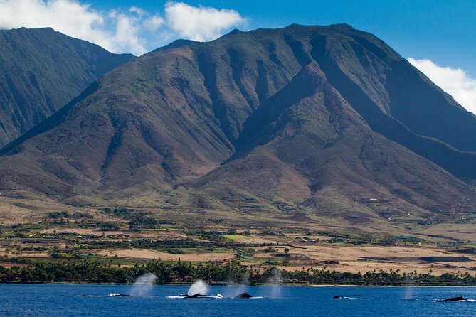 Deluxe Whale Watching Sail on Maui - On the water from Maalaea Harbor: how the cruise is paced