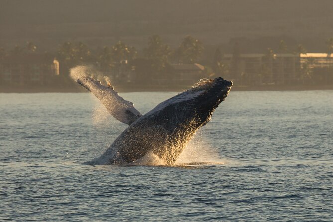 Deluxe Whale Watching Sail on Maui - What you’ll be looking for: humpback behavior, not just whale spotting