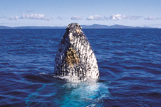 Deluxe Whale Watching Sail on Maui - Lunch onboard that doesn’t feel like an afterthought