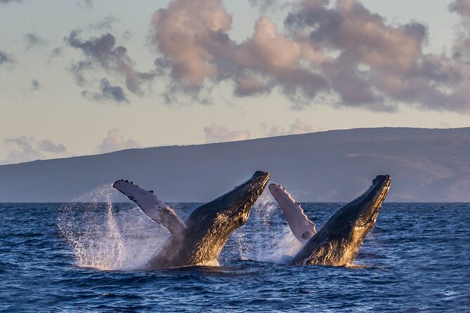 Deluxe Whale Watching Sail on Maui - The scenery route: more than a whale hunt