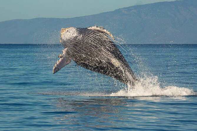 Deluxe Whale Watching Sail on Maui - The one drawback to plan around: season can change the vibe