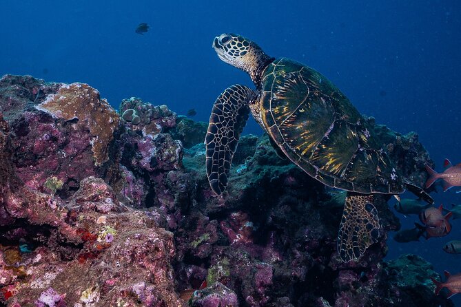 Discover Scuba Diving Class from Lahaina - Who This Works Best For (And Who Might Struggle)