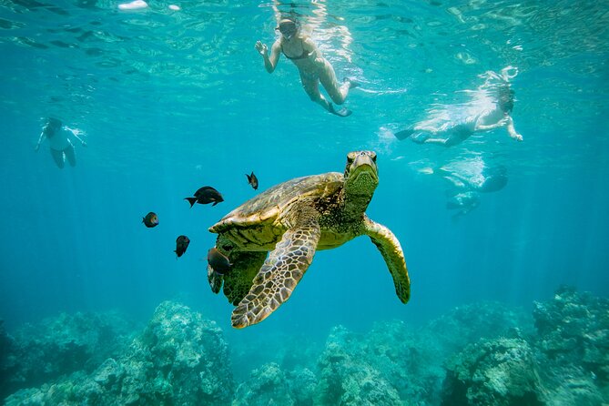 Discover the Magic of Coral Garden’s Turtle Town - Maalaea Harbor - Key Highlights You’ll Feel on Day-of