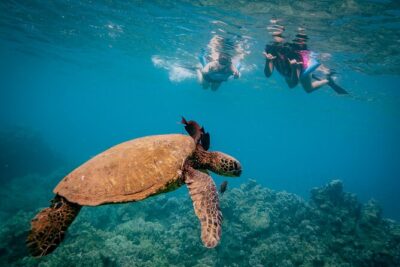 Discover the Magic of Coral Garden’s Turtle Town - Maalaea Harbor - The 3-Hour Schedule: Morning Breakfast vs Afternoon Lunch