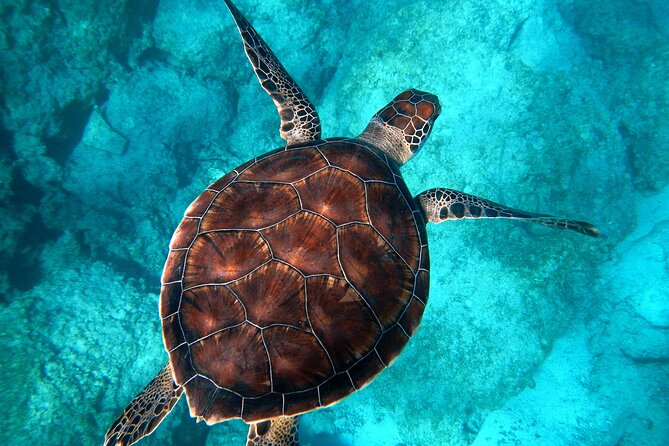 E-Scooter Snorkel With Photo and Video At Turtle Town - Guides, group size, and the attention you’ll feel