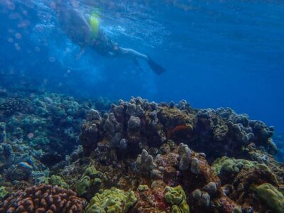 Four Winds Molokini Snorkeling Tour from Maalaea Harbor - Molokini Crater snorkeling: 2 hours of reef time with room for first-timers