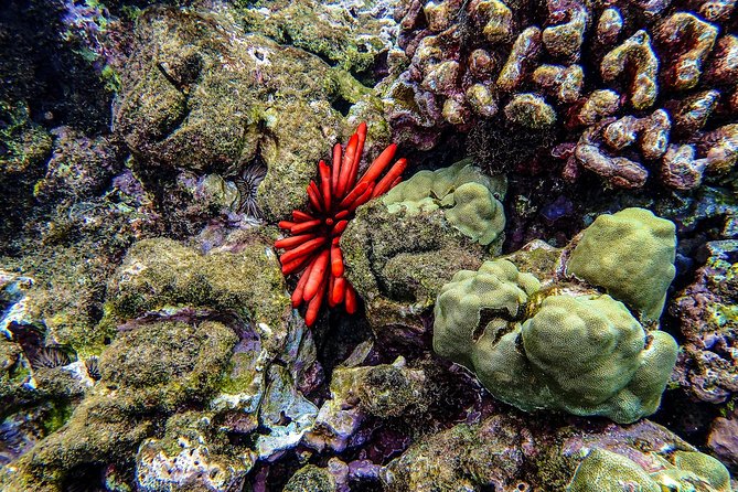 Four Winds Molokini Snorkeling Tour from Maalaea Harbor - Food on board: breakfast, lunch, and drinks that actually matter on a half-day