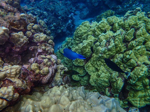Four Winds Molokini Snorkeling Tour from Maalaea Harbor - Optional extras: SNUBA and photo packages (with some timing to watch)