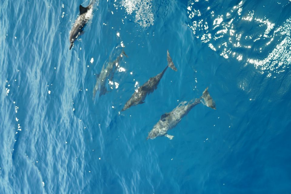 From Ka'anapali: West Maui Half-Day Snorkel Tour w/ Food - Dolphin cruise energy on the way out: spinner dolphins and winter whales