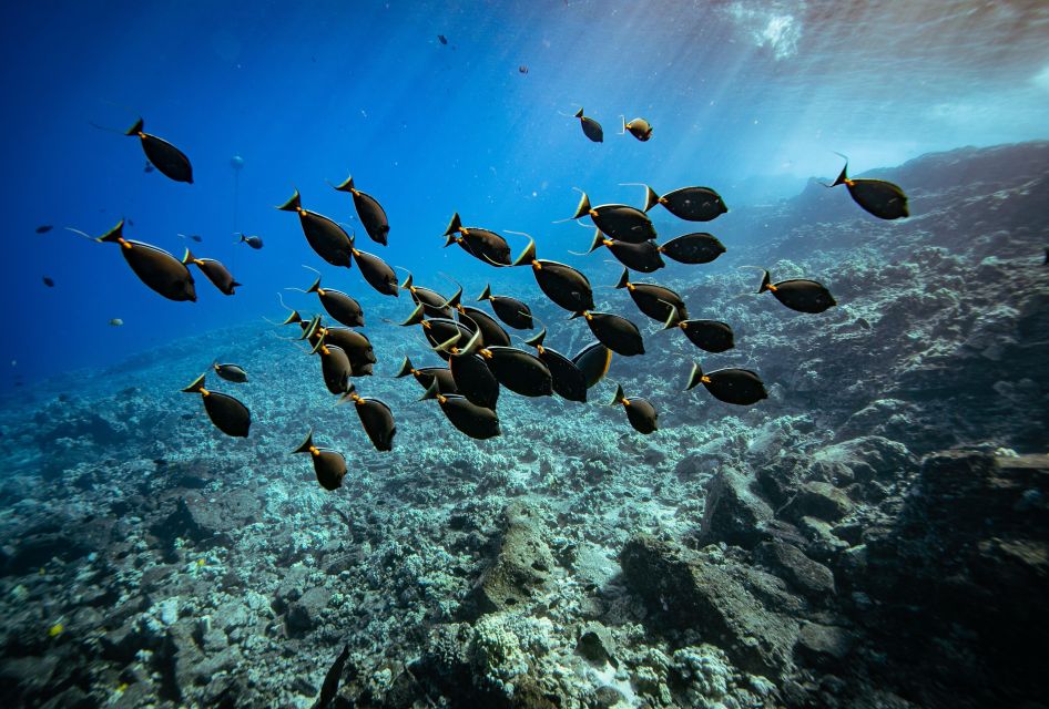 From Kihei: Molokini Crater and Turtle Town Snorkeling - Key things to know before you go