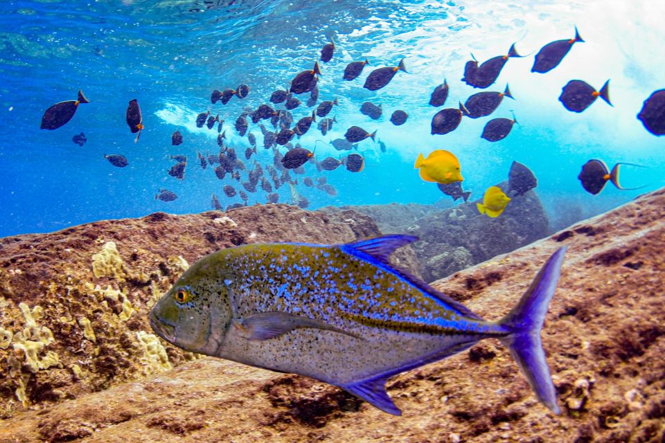 From Kihei: Molokini Crater and Turtle Town Snorkeling - What to bring (and what the tour does not provide)