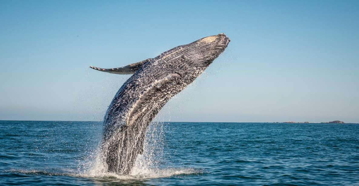From Ma'alaea: Afternoon Whale Watch Tour Aboard the Malolo - Key things you’ll care about