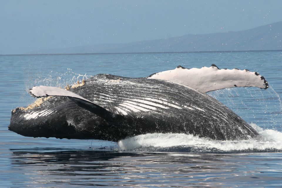 From Ma'alaea: Afternoon Whale Watch Tour Aboard the Malolo - Who should go, and who should skip it