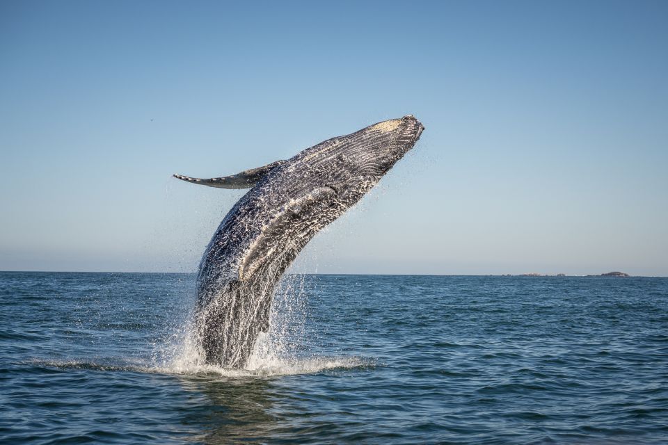 From Ma'alaea: Afternoon Whale Watch Tour Aboard the Malolo - The best season: why December through April matters