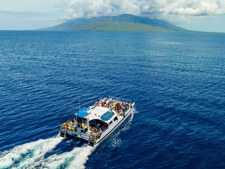 From Ma'alaea: Afternoon Whale Watch Tour Aboard the Malolo - Two hours in Ma’alaea Bay: how whale spotting actually works