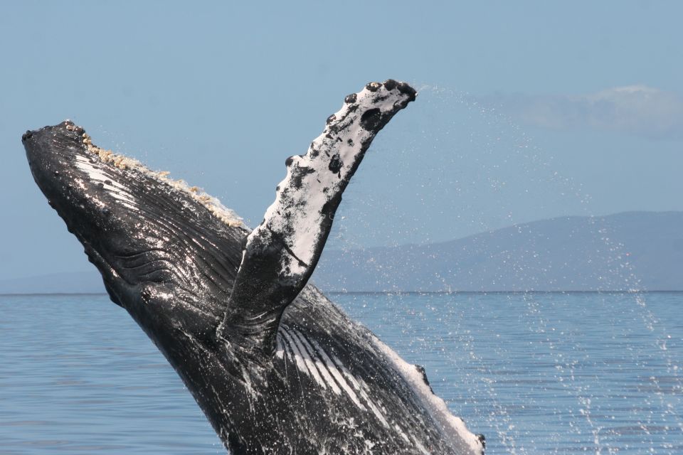 From Ma'alaea: Afternoon Whale Watch Tour Aboard the Malolo - Refreshments, shade, and small comfort wins