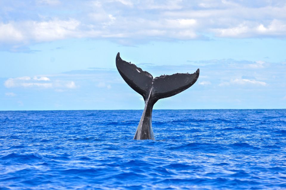 From Ma'alaea: Afternoon Whale Watch Tour Aboard the Malolo - Price and value: is $59 for 2 hours a fair deal?