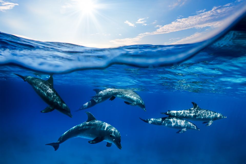 From Ma'alaea: AM Turtle Town Snorkel Aboard Quicksilver - The Cruise Loop Explained: Stops That Shape Your Day