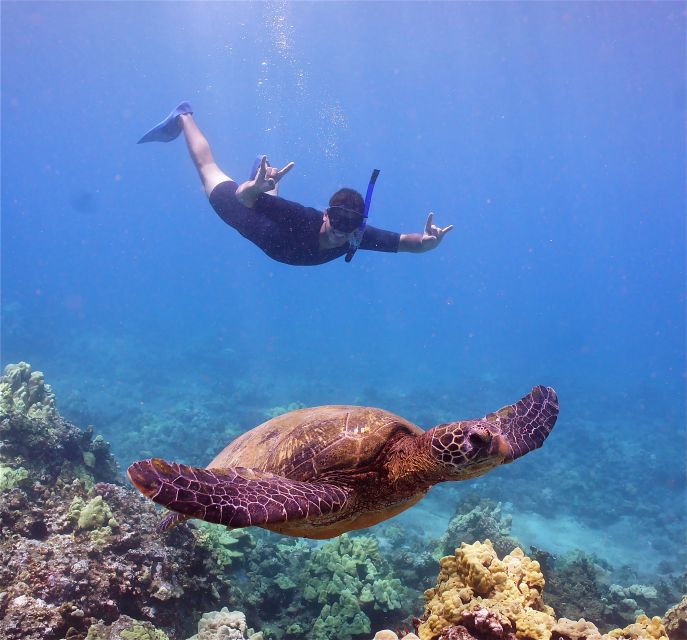 From Ma'alaea: AM Turtle Town Snorkel Aboard Quicksilver - Price at About $85: Is It Worth It?