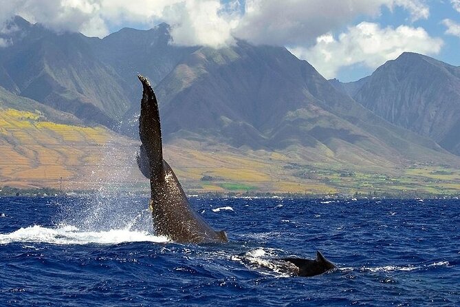 From Ma'alaea Harbor: Sunset Whale Watch Tour Aboard the Malolo - From Maalaea Harbor to whale song: what this sunset trip really delivers