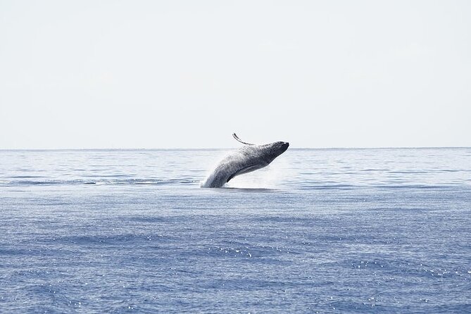 From Ma'alaea Harbor: Sunset Whale Watch Tour Aboard the Malolo - Timing for sunset: what 3:30 pm means on Maui