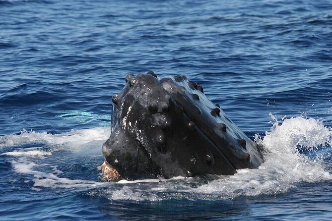 From Ma'alaea Harbor: Sunset Whale Watch Tour Aboard the Malolo - Who should book this Malolo whale watch (and who might rethink it)