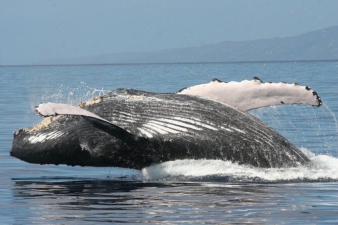 From Ma'alaea Harbor: Sunset Whale Watch Tour Aboard the Malolo - Value check: is $49.95 actually a good deal?