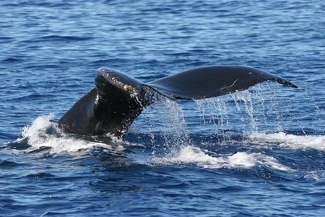 From Ma'alaea Harbor: Sunset Whale Watch Tour Aboard the Malolo - The Malolo boat experience: high-speed catamaran comfort and smart seating
